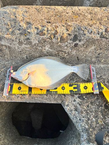 イシガレイの釣果