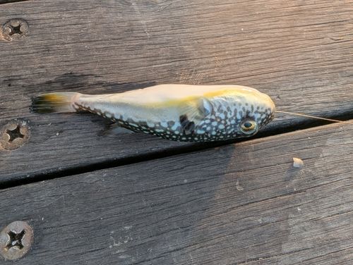 フグの釣果