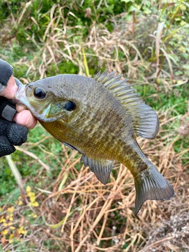 ブルーギルの釣果