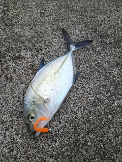 カスミアジの釣果