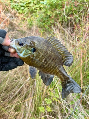 ブルーギルの釣果