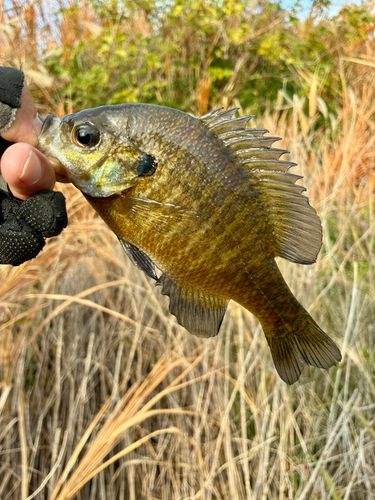 ブルーギルの釣果
