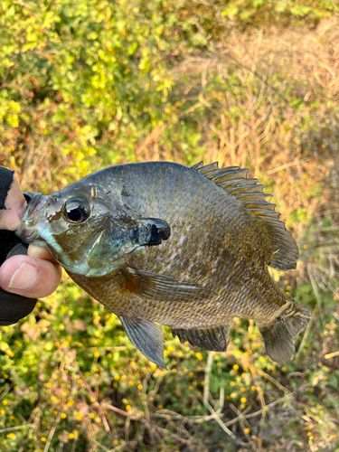 ブルーギルの釣果