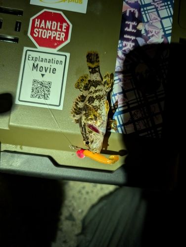 タケノコメバルの釣果