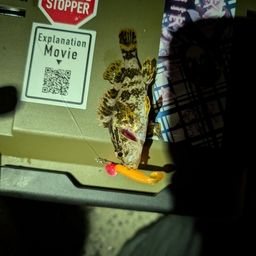 タケノコメバル