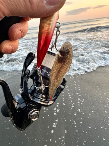 シタビラメの釣果