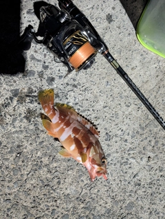 アカハタの釣果