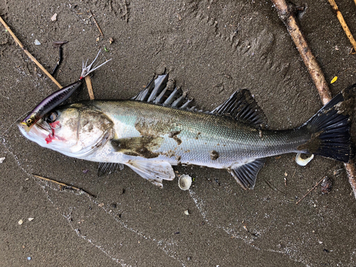 スズキの釣果