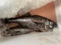 クロムツの釣果