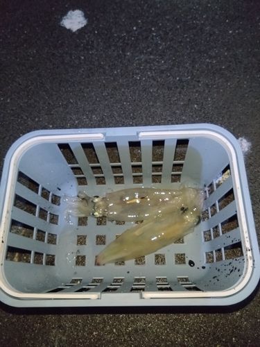 イカの釣果