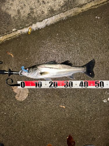 フッコ（マルスズキ）の釣果