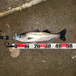 フッコ（マルスズキ）