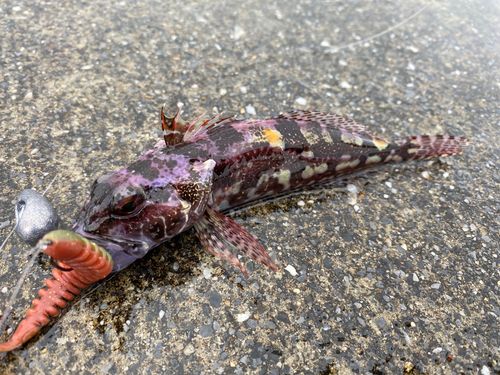 アナハゼの釣果