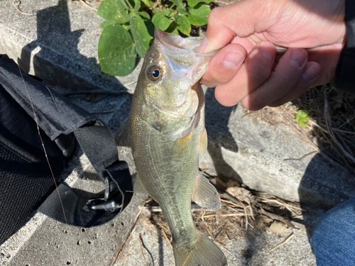 福岡県の釣果 - アングラーズ | 釣果600万件の魚釣り情報サイト