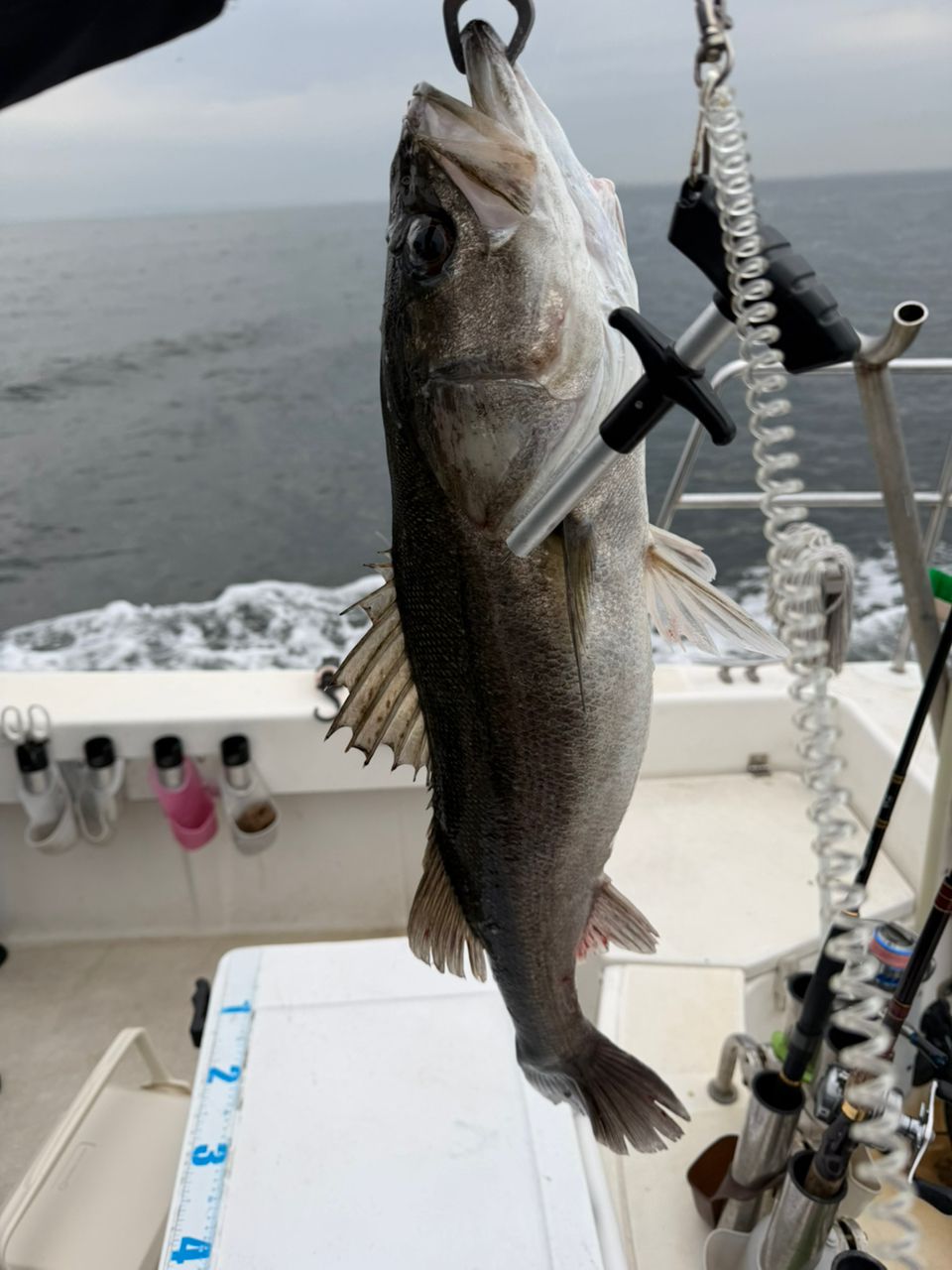 PonPon(ビギナー)さんの釣果 2枚目の画像