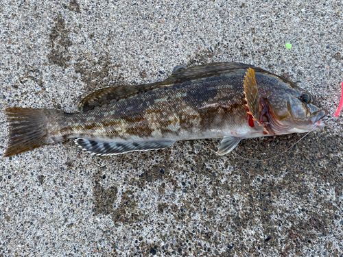 アブラコの釣果