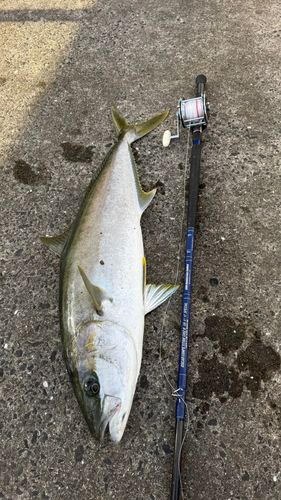 ヒラマサの釣果