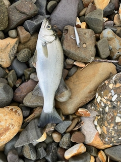 ヒラスズキの釣果