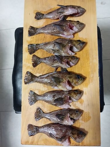 塩屋海岸（垂水）