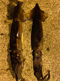 スルメイカの釣果