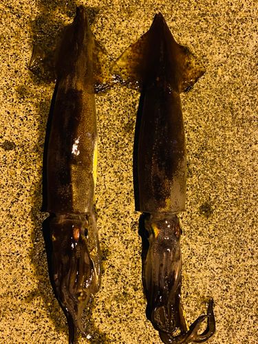 三陸海岸（岩手）