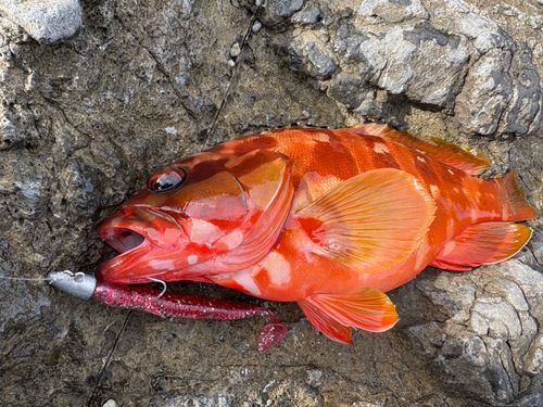 アカハタの釣果