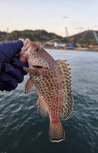 オオモンハタの釣果