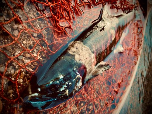 ビワマスの釣果