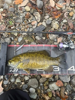 スモールマウスバスの釣果