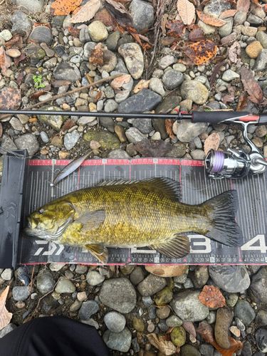 スモールマウスバスの釣果