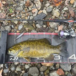 スモールマウスバス