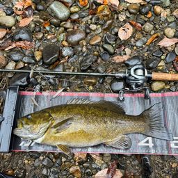 スモールマウスバス