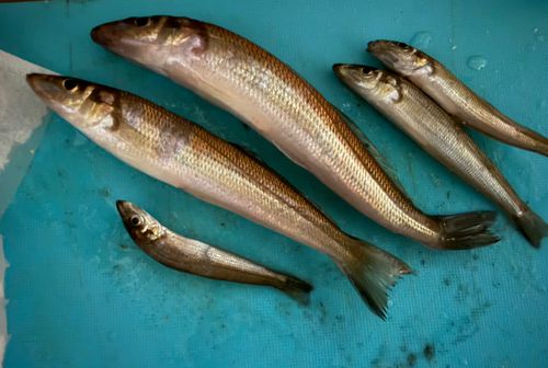 シロギスの釣果