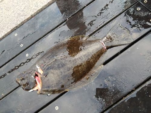 ヒラメの釣果