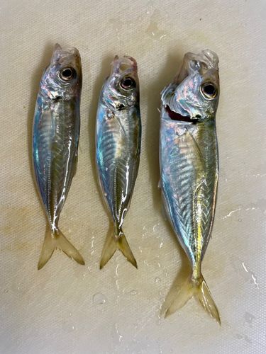 アジの釣果
