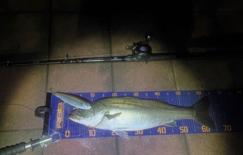 シーバスの釣果