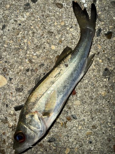 セイゴ（マルスズキ）の釣果