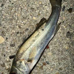 セイゴ（マルスズキ）