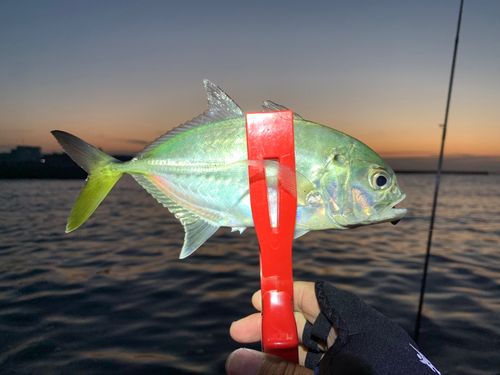 ギンガメアジの釣果