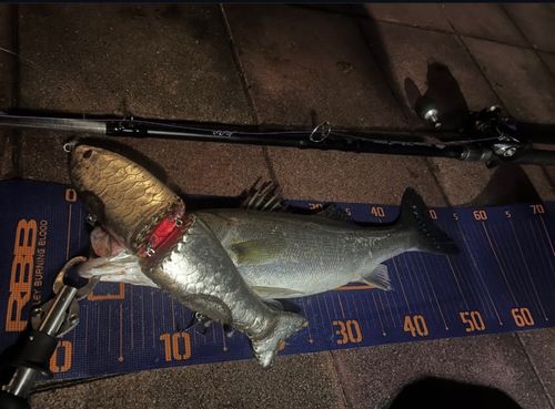 シーバスの釣果