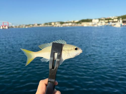 タマガシラの釣果