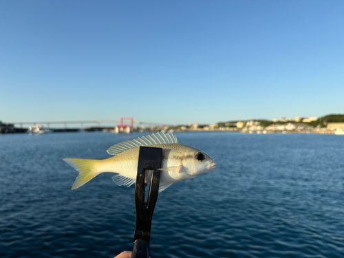 タマガシラの釣果