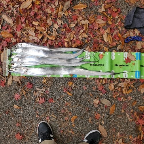 タチウオの釣果