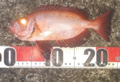 キントキダイの釣果