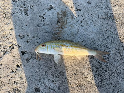 アカヒメジの釣果