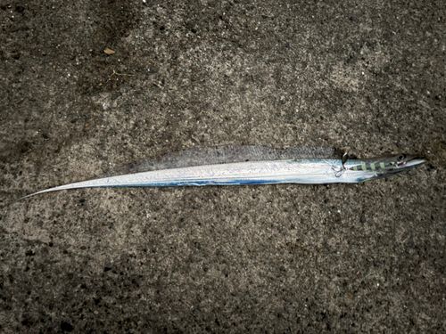 タチウオの釣果