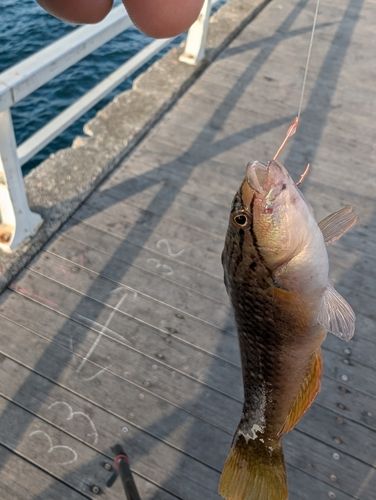 ホシササノハベラの釣果