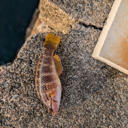 アカササノハベラ