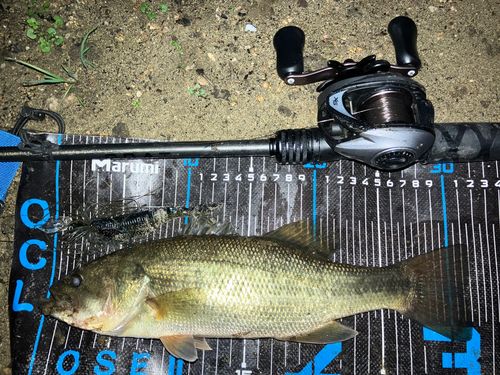 ブラックバスの釣果