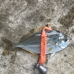 ヒイラギの釣果